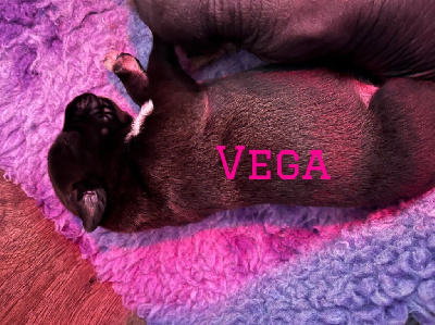 Vega