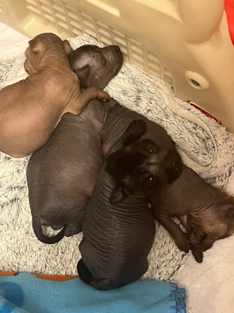 Les Hairless Des Dombes - Chien nu mexicain - Portée née le 19/10/2024