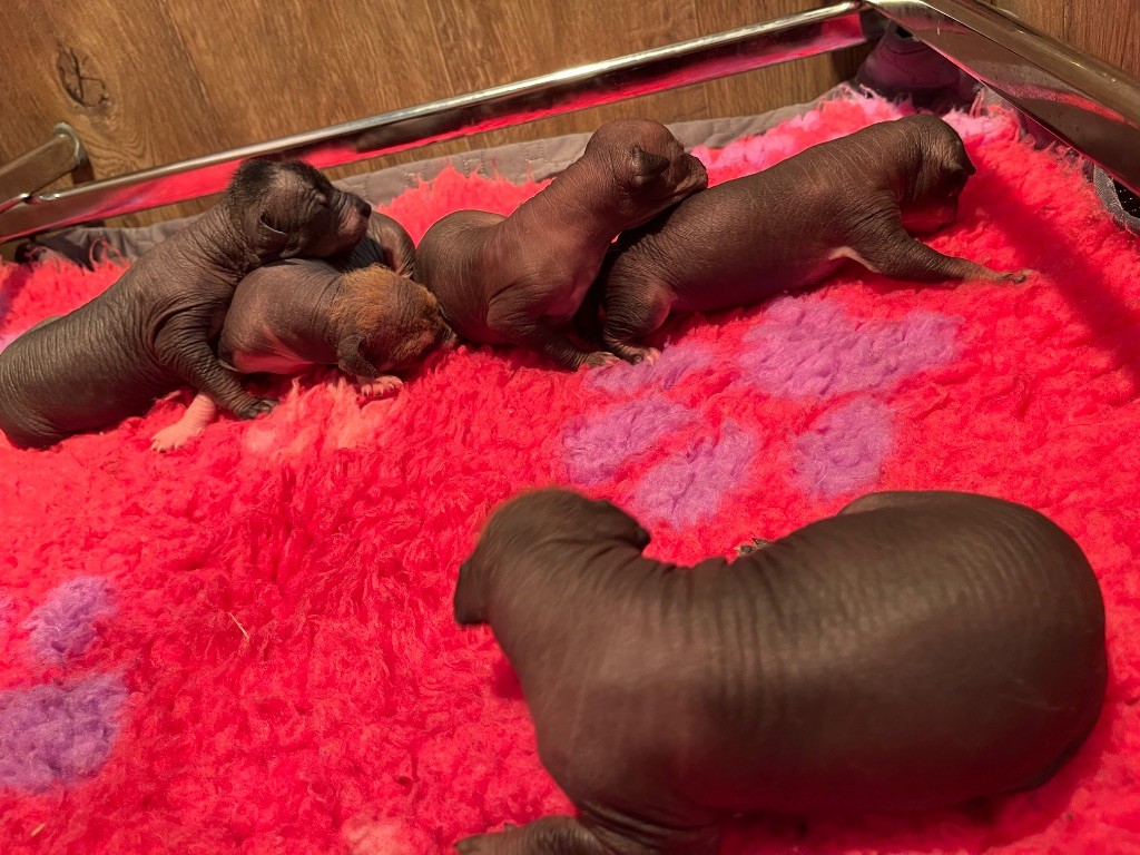 Chiot Chien nu mexicain Les Hairless Des Dombes