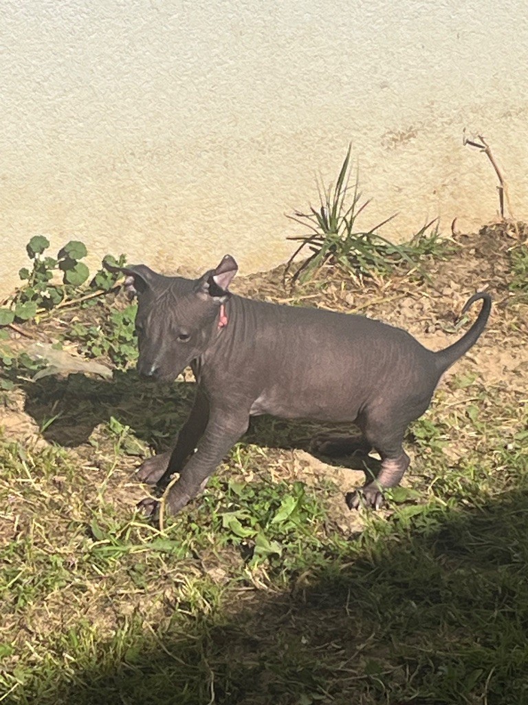 Les Hairless Des Dombes - Chiots disponibles - Chien nu mexicain