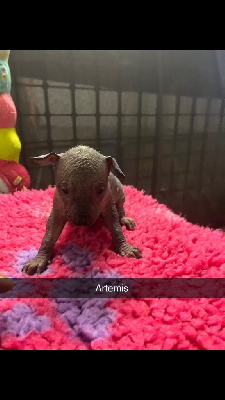 Artemis