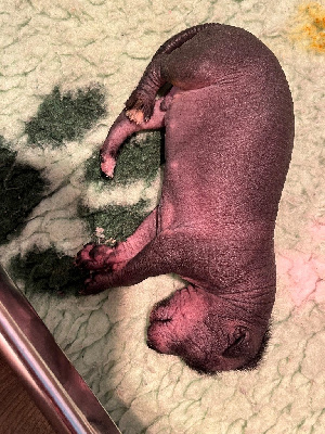 CHIOT 1