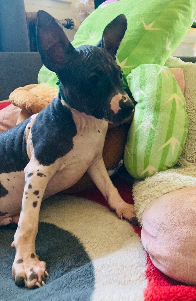 Les Hairless Des Dombes - Terrier nu americain - Portée née le 05/04/2025